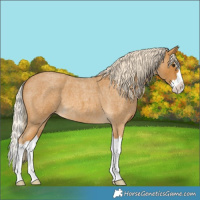 Horse Color:Palomino Roan Splash 