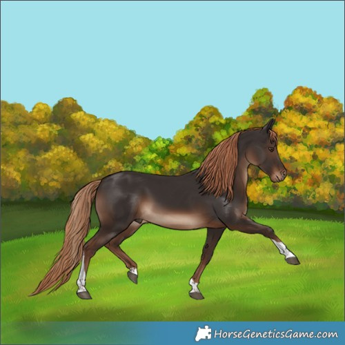 Horse Color:Liver Chestnut Tobiano Rabicano 