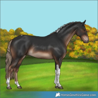 Horse Color:Liver Chestnut Tobiano Rabicano 