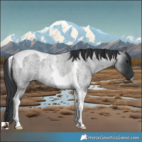 Horse Color:Blue Roan Tobiano Rabicano