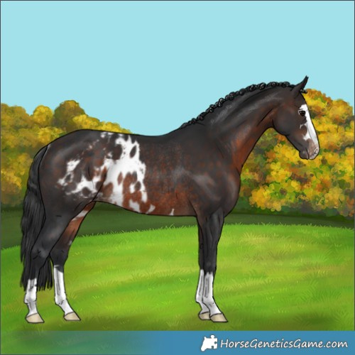 Horse Color:Brown Skewed Appaloosa Rabicano 