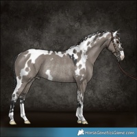 Horse Color:Grullo Skewed Appaloosa Rabicano