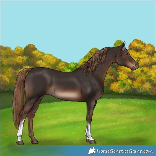 Horse Color:Liver Chestnut Tobiano Rabicano 