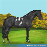 Horse Color:Black Skewed Appaloosa