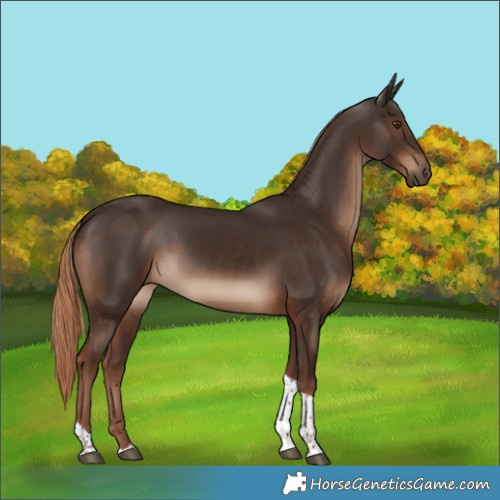 Horse Color:Liver Chestnut Tobiano Rabicano 