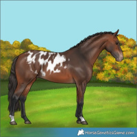 Horse Color:Bay Skewed Appaloosa