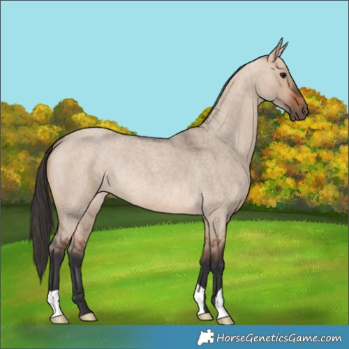 Horse Color:Bay Roan Dun 
