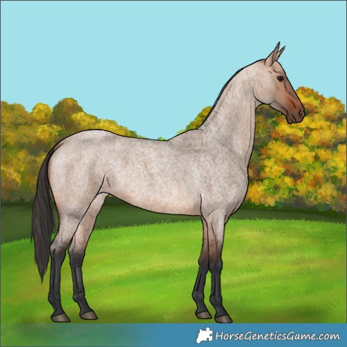 Horse Color:Bay Roan Dun 