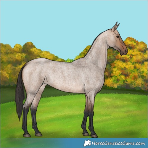 Horse Color:Bay Roan Dun