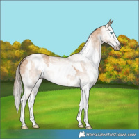 Horse Color:Gray White Spotted Perlino Splash and Gray White Spotted Perlino Splash Frame