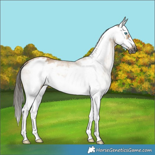 Horse Color:Gray White Spotted Buckskin Splash Frame