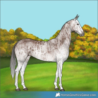 Horse Color:Gray White Spotted Bay Splash  and Gray White Spotted Bay Splash Rabicano 