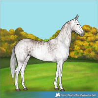 Horse Color:Gray White Spotted Bay Splash and Gray White Spotted Bay Splash Rabicano