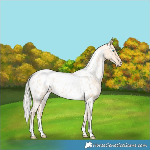 Horse Color:Silver Amber Champagne Pearl Dun Tobiano Appaloosa Rabicano  and Silver Amber Champagne Pearl Dun Tobiano Appaloosa Rabicano 