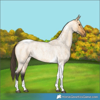 Horse Color:Buckskin Roan Dun Tobiano