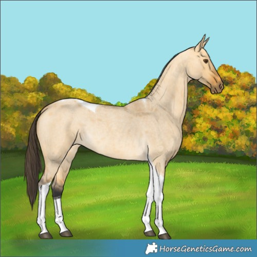 Horse Color:Buckskin Roan Dun Tobiano Rabicano 