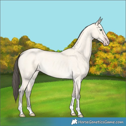 Horse Color:Amber Cream Champagne Roan Dun Tobiano