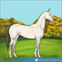 Horse Color:Amber Cream Champagne Roan Dun Tobiano 