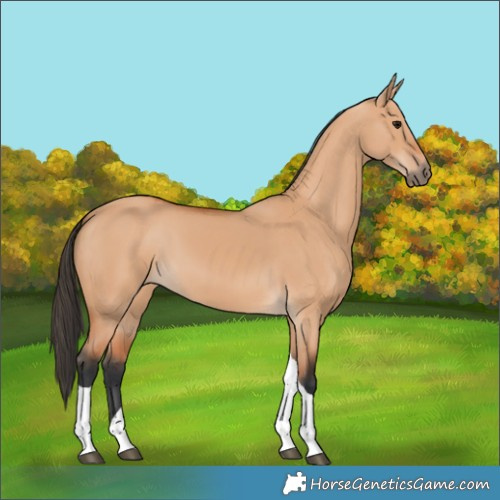 Horse Color:Bay Dun Tobiano 