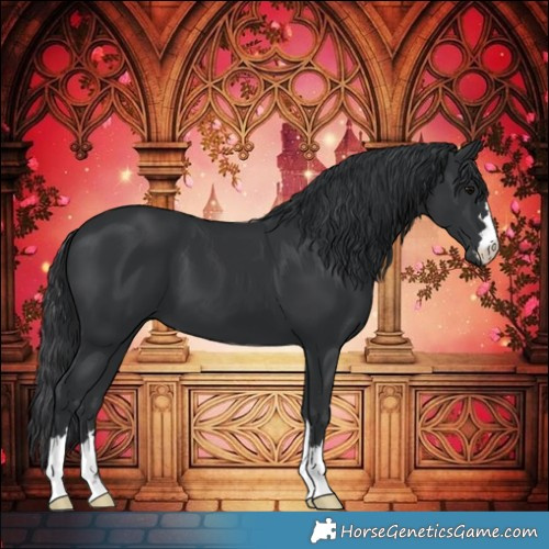Horse Color:Black 