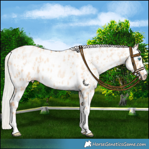 Horse Color:Silver Amber Champagne Pearl Dun Tobiano Near Leopard Rabicano  and Silver Amber Champagne Pearl Dun Tobiano Near Leopard Rabicano 