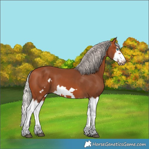 Horse Color:Silver Bay Splash Frame 