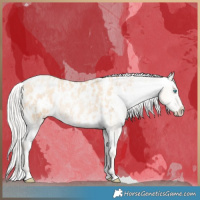 Horse Color:Silver Amber Champagne Pearl Dun Tobiano Blanket Rabicano  and Silver Amber Champagne Pearl Dun Tobiano Blanket Rabicano 