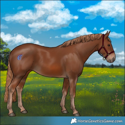 Horse Color:Chestnut 