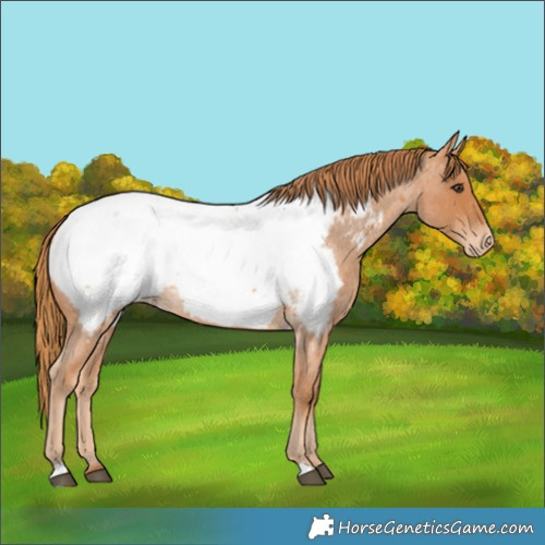 Horse Color:Red Roan Appaloosa