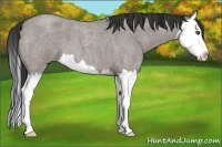 Horse Color:Grullo Roan Splash 