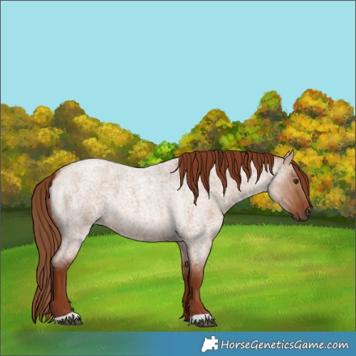 Horse Color:Red Dun Roan 