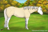 Horse Color:Silver Classic Cream Champagne Dun Splash Rabicano 