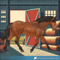Horse Color:Bay 