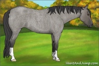 Horse Color:Smoky Grullo Roan 