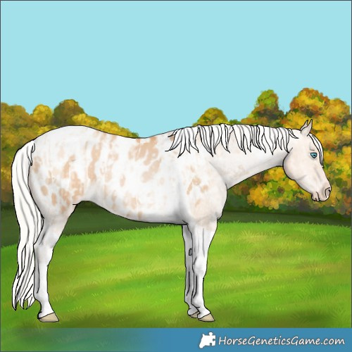 Horse Color:Silver Amber Champagne Pearl Dun Tobiano Appaloosa Rabicano and Silver Bay Pearl Dun Tobiano Appaloosa Rabicano