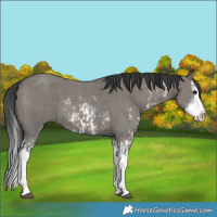 Horse Color:Grullo Sabino Splash and Grullo Sabino Splash