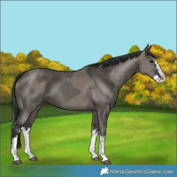 Horse Color:Grullo Sabino Splash and Grullo Sabino Splash