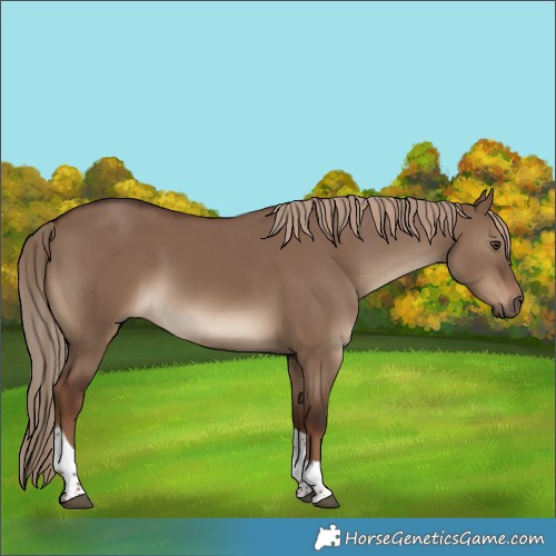 Horse Color:Liver Red Dun Tobiano Rabicano 
