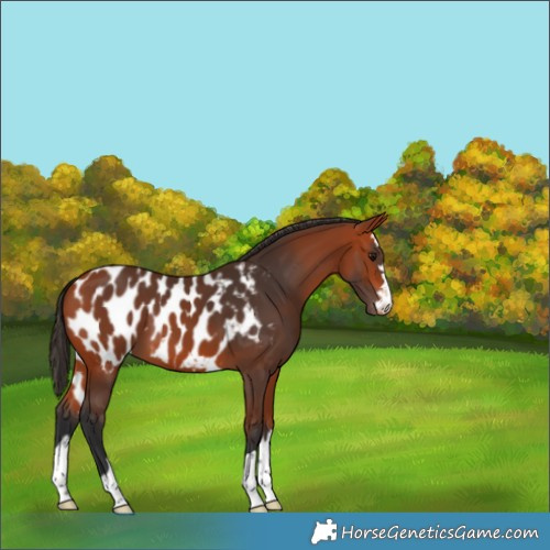 Horse Color:Bay Appaloosa 