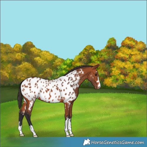 Horse Color:Bay Appaloosa 