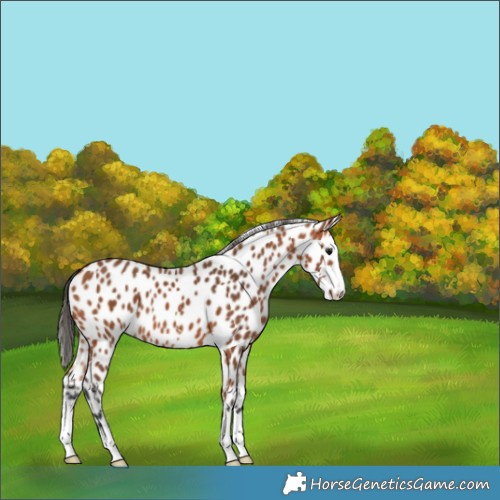 Horse Color:Bay Appaloosa