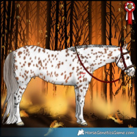 Horse Color:Bay Appaloosa 