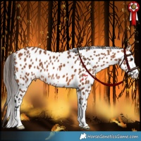 Horse Color:Bay Appaloosa 