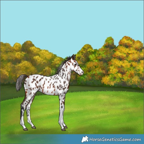 Horse Color:Bay Appaloosa
