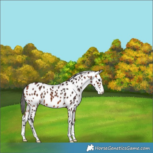 Horse Color:Bay Appaloosa 