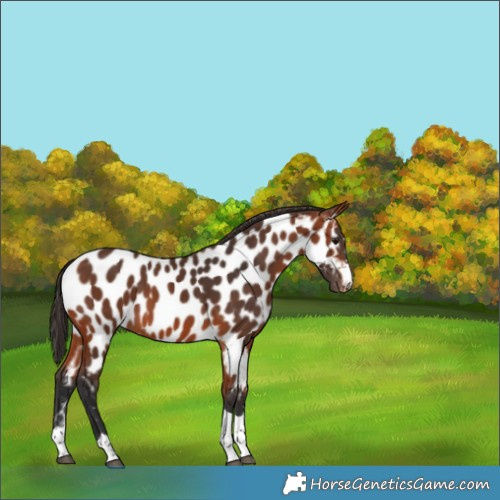 Horse Color:Bay Appaloosa 