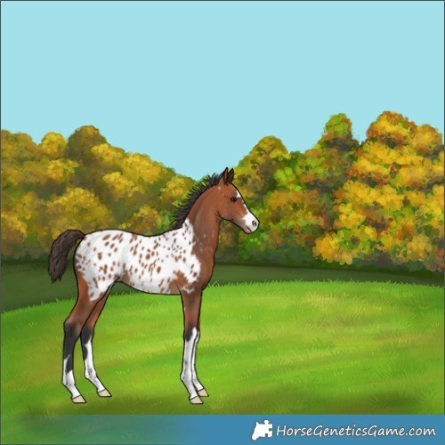 Horse Color:Bay Appaloosa 