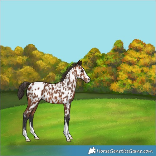 Horse Color:Bay Appaloosa 