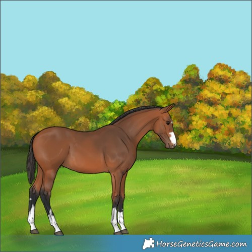 Horse Color:Bay 