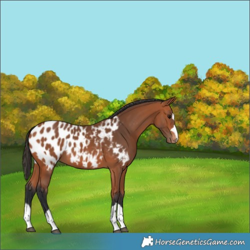 Horse Color:Bay Appaloosa 